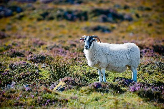 Voyage De l'île de Skye à Ben Nevis