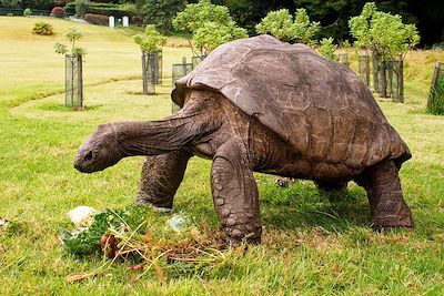 Tortue sur l'île de Sainte-Hélène, dans l'Océan Atlantique