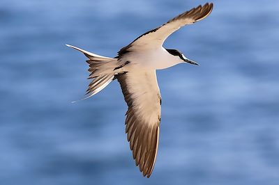 Sterne fuligineus - Île de Sainte-Hélène, dans l'Océan Atlantique