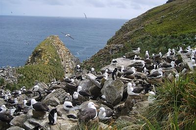 Albatros - Iles Malouines