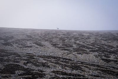 Palanderbukta - Détroit de l'Hinlopen - Spitzberg