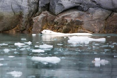 Un été avec les ours polaires