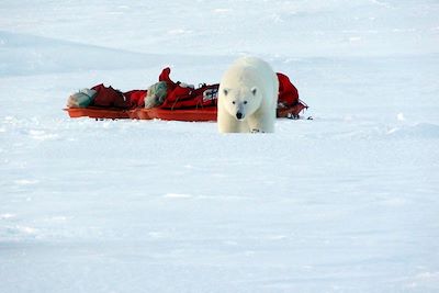 Visite d'un ours polaire - Raid à ski au Spitzberg - Norvège