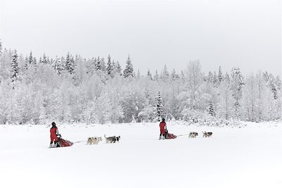 Dans les forêts de Laponie