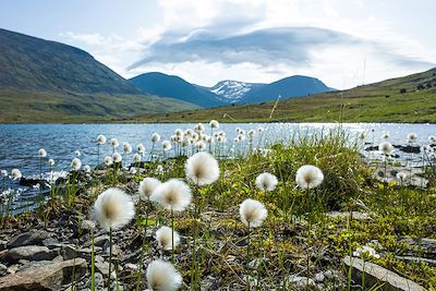 Fleurs de coton arctique - Laponie suédoise - Suède