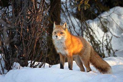 Renard roux - Alaska - Etats-Unis