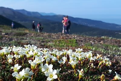 Flattop Mountain - Alaska - Etats-Unis