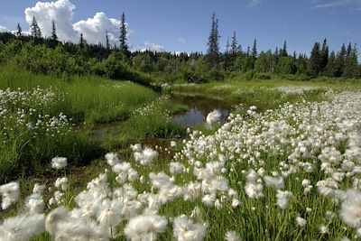 Denali National Park - Alaska - Etats-Unis