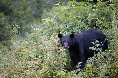 Ours noir - Redoubt Bay, Alaska