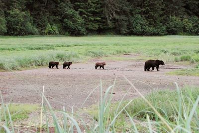 Admiralty Island - Alaska