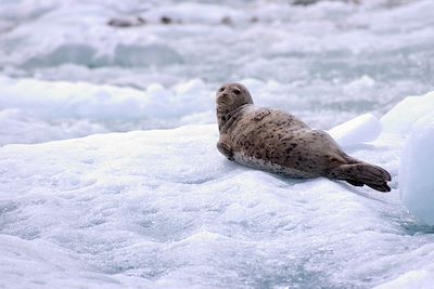 Phoque sur le Fjord de tracy Arm - Alaska - Etats Unis