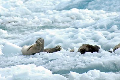 Phoques sur le Fjord de tracy Arm - Alaska - Etats Unis