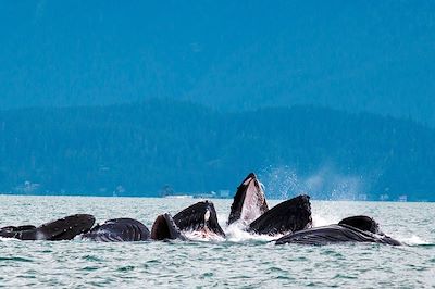 Baleine à bosse - Juneau - Alaska - Etats-Unis