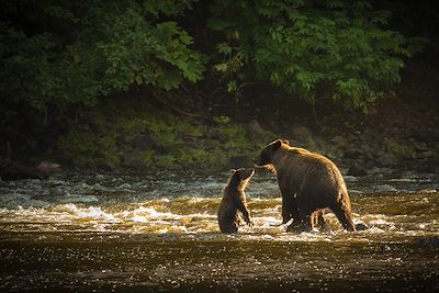 Ours - Juneau - Alaska - Etats-Unis