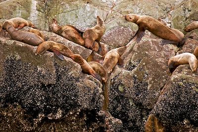 Otaries - Juneau - Alaska - Etats-Unis