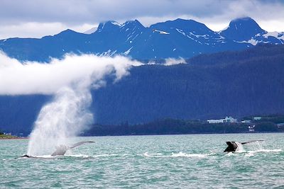 Baleine à bosse - Juneau - Alaska - Etats-Unis