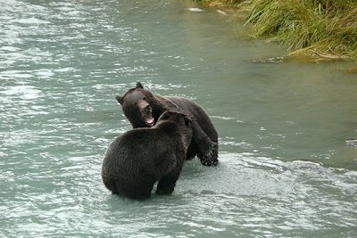 Ours brun - Alaska