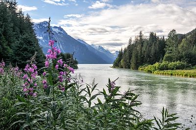 Fleurs sauvages - Alaska - Etats-Unis