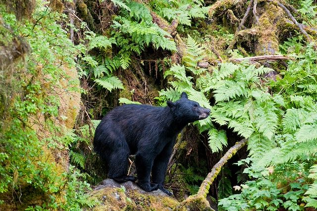 Voyage Randonnées en terre sauvage d'Alaska