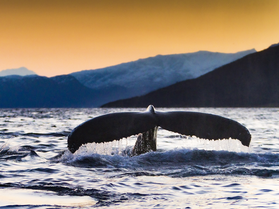 On peut observer les baleines à proximité immédiate de Tromso ©Sunvincible___iStock