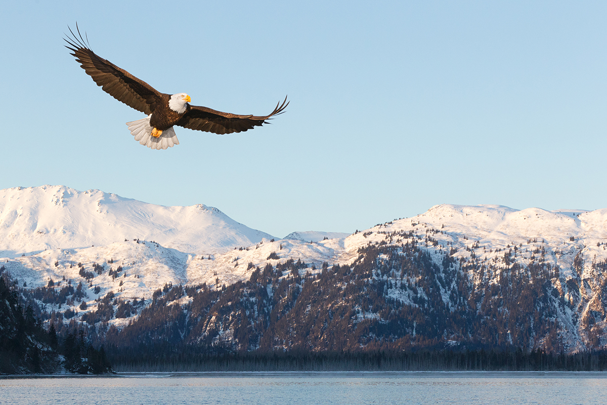 Pygargue à tête blanche ©KenCanning/iStock